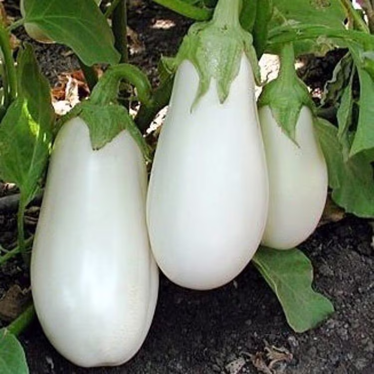 Eggplant Seeds White