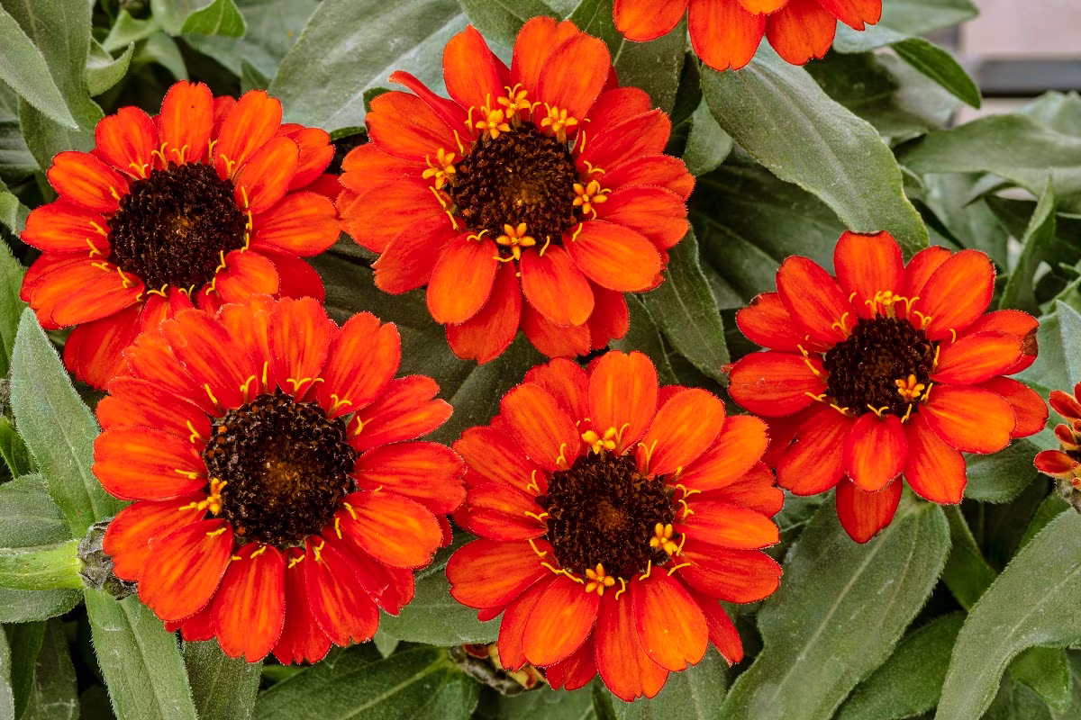 Zinnia Seeds Profusion Fire 100 Thru 500 Bulk Flower