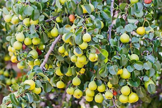 20 X Wild Pear Seeds | Pyrus Communis