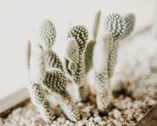 Bunny Ear Cactus Seeds