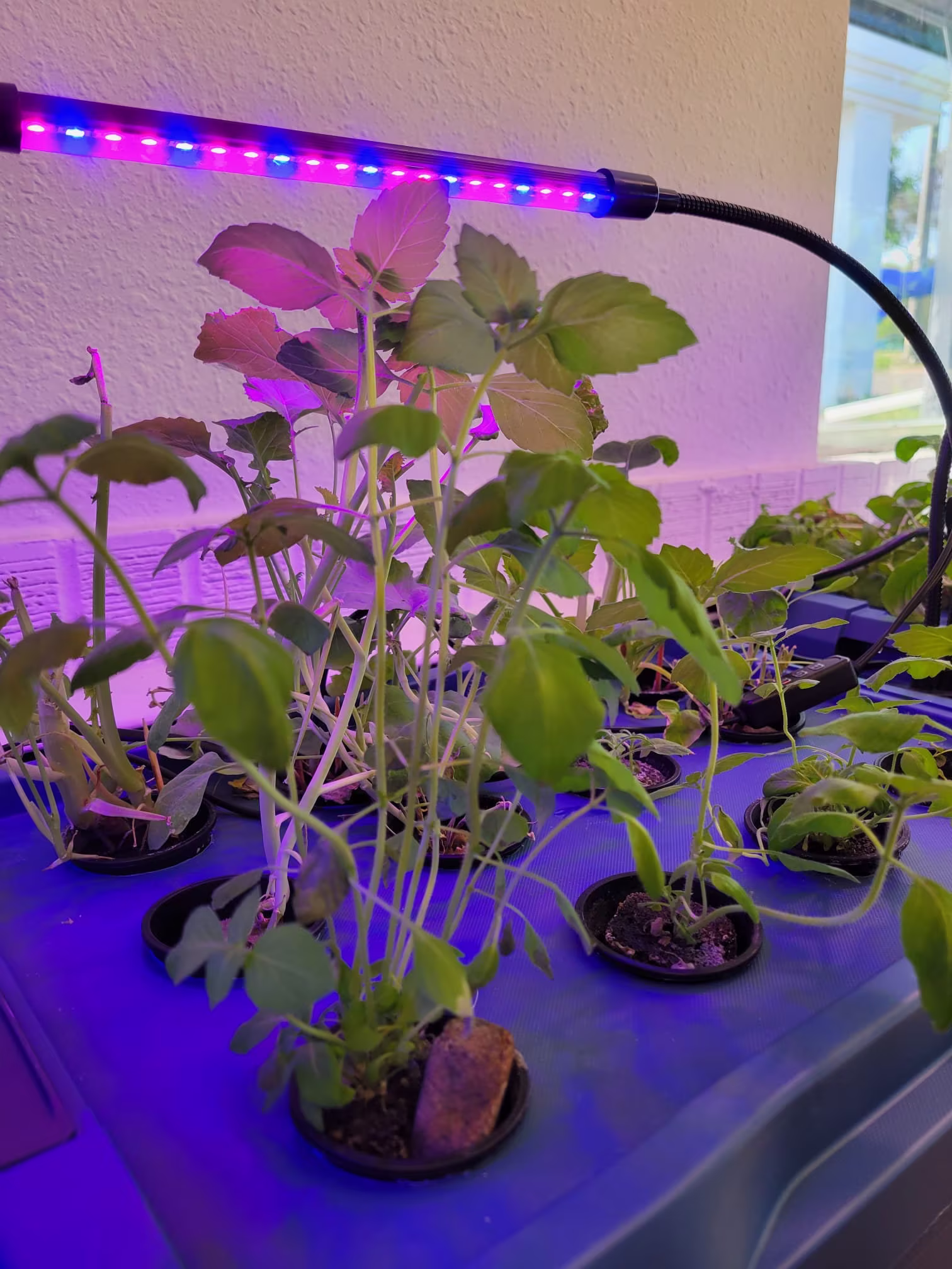7 Gallon Hydroponic Garden System | Dwc Deep Water Culture