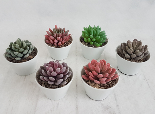 Artificial Succulent Plant in White Pot Faux Succulents Succulent Planter Fake Gifts Realistic Artificial Plants Set