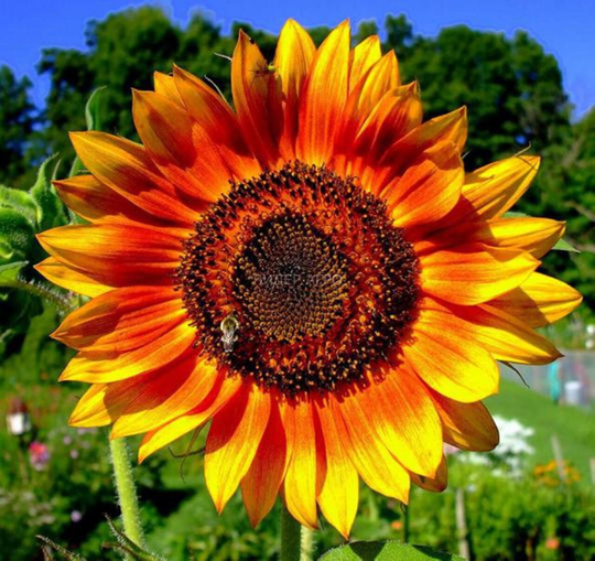 Sunflower Morning Sun Flower Seeds