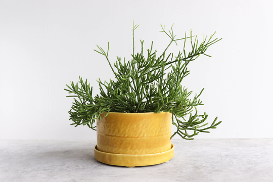 Round Pinched Planter With Plate - Daybreak