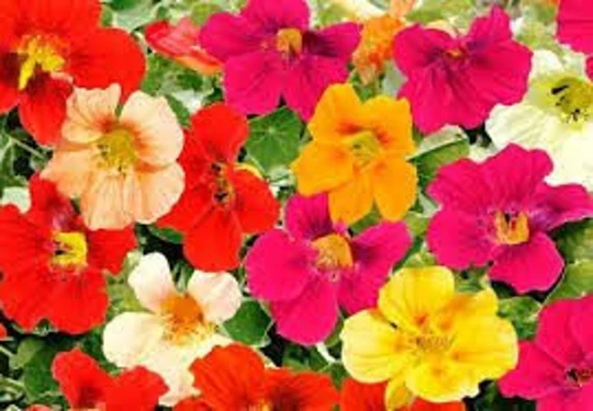 Rare Original Flower Seeds Nasturtium "Curly Mix