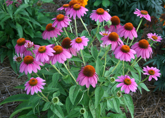 Purple Coneflower - Echinacea Heirloom Seeds Garden Seeds- Pollinator Friendly Native Medicinal Free Shipping Winter Sow