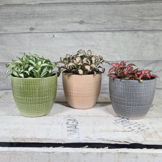 Fittonia Houseplant Gift Pot And Plant Bundle