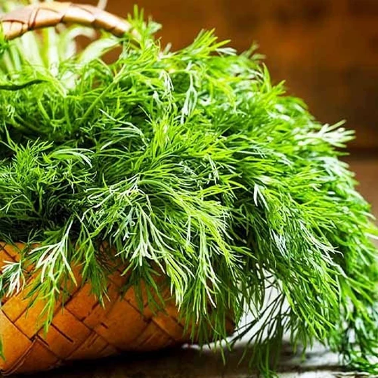 Rare Original Seeds Dill "Mammoth