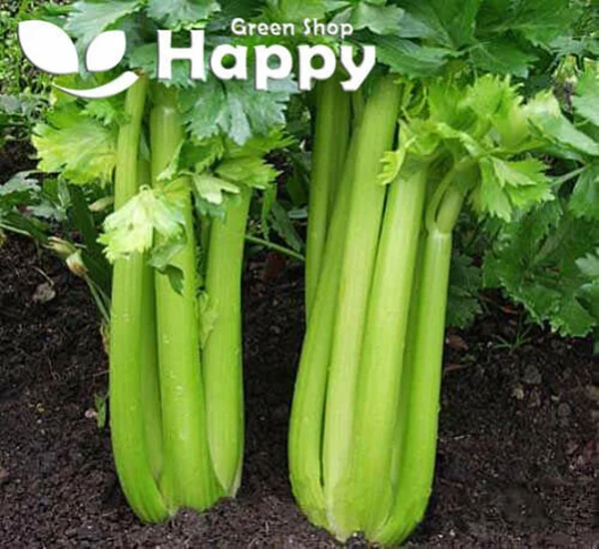 Celery Westland - 6000 Seeds Vegetable Seeds Apium Graveolens