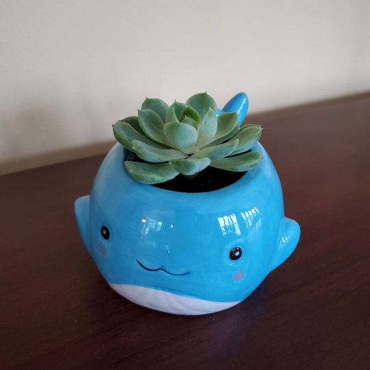 Whale Planter With Live Succulent, 6