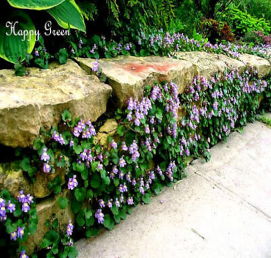 Kenilworth Ivy - 200 Seeds Cymbalaria Muralis Perennial Rockery Flower