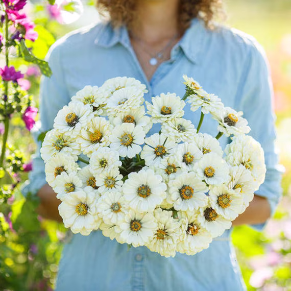 Usa Seller Polar Bear Zinnia 25 Seeds Heirloom Elegans