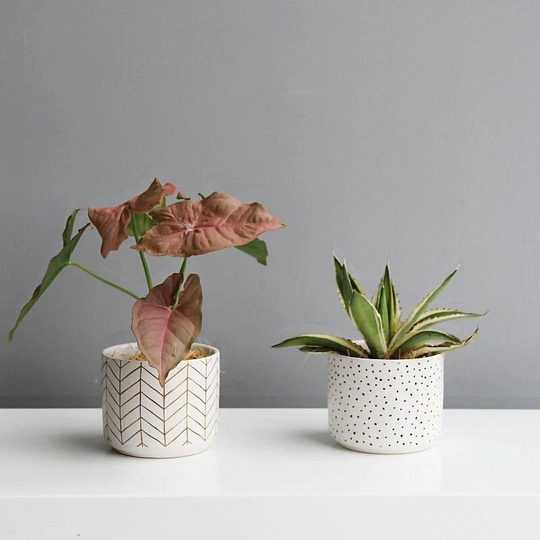Polka Dot Ceramic Planter, Succulent Zig Zag Cache Pot De Fleur, Minimalist Geometric Scandinavian Decor