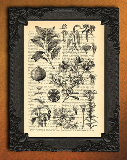 Fruit Art Print, Botanical Illustration Book Page, Beautifully Upcycled French Page Print