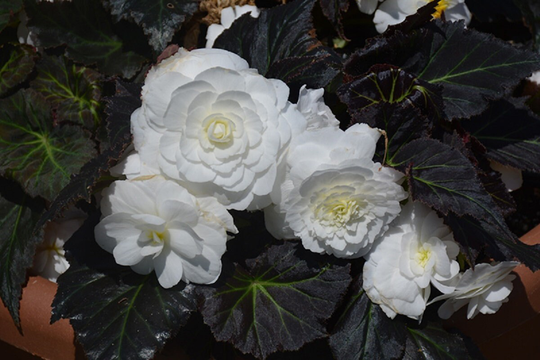 Begonia Seeds Nonstop Mocca White 100 Thru 500 Pelleted