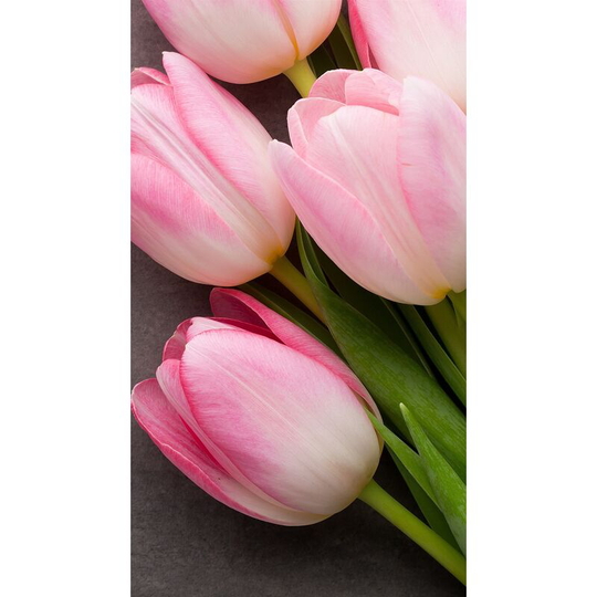 10Pcs Bag Beautiful and Colorful Perfume Tulip Flower Seeds High-Grade Rainbow Flower Bonsai Seeds Home Garden Plant-pink and white