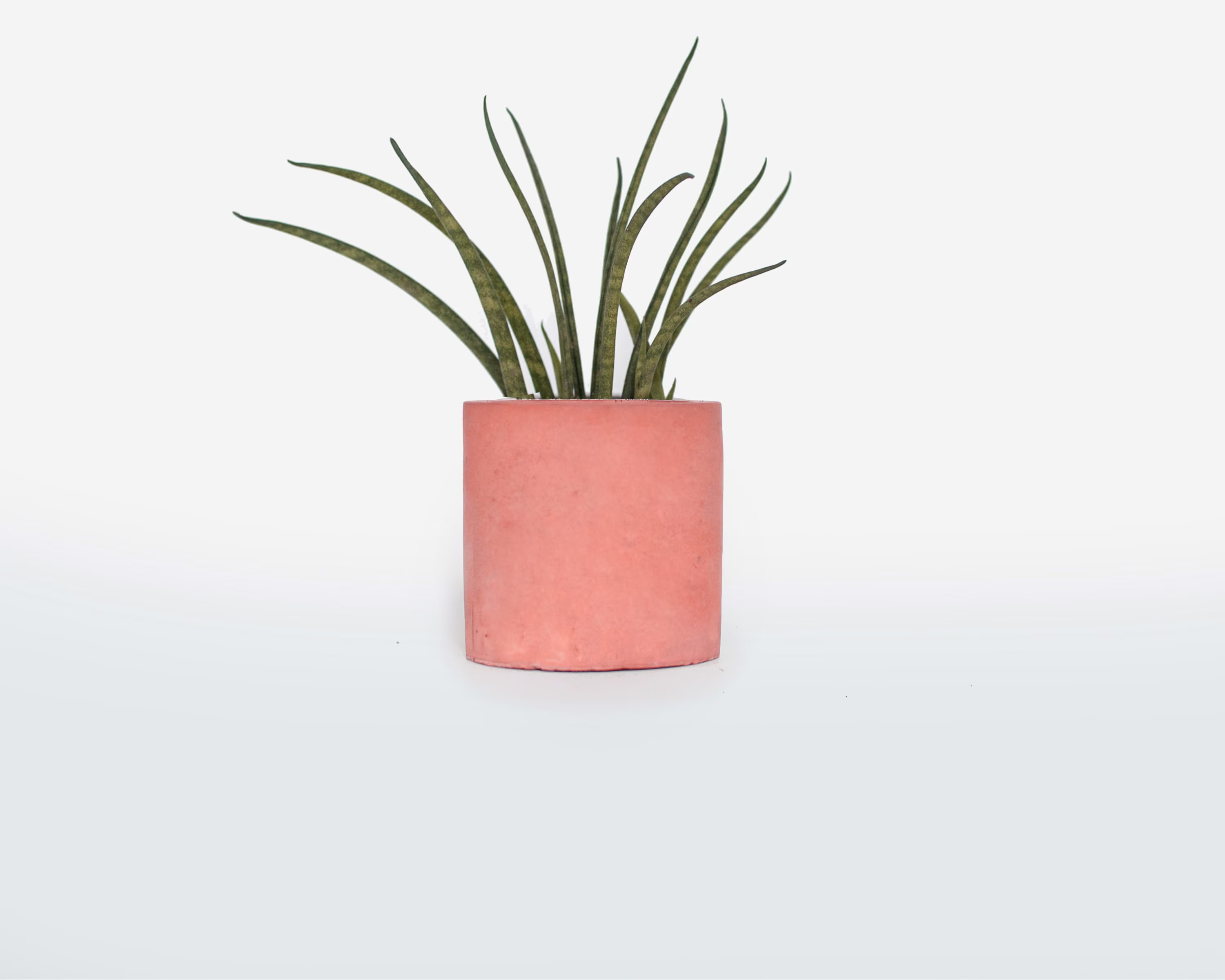 Geometric Cylinder Concrete Pot Red - Red Flower