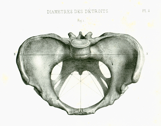 1865 Female Pelvic Region. Human Anatomical Poster Medicine Wall Art