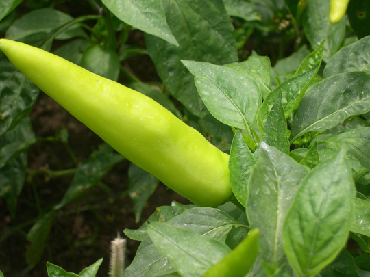 Garden Seeds Pepper Hot Hungarian Wax 5821 | Red 50 Non-Gmo, Heirloom