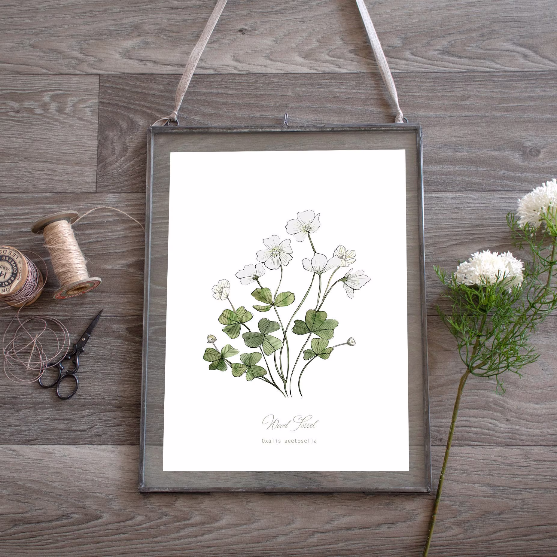 Wood Sorrel, Herb Botanical Print, Plant Illustration Kitchen Art, Foragers Gift, Wall Art