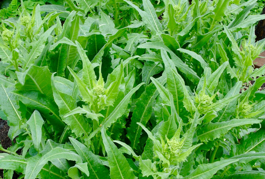 Turkish Rocket Seeds - Bunias Orientalis Prolific, Delicious, & Perennial