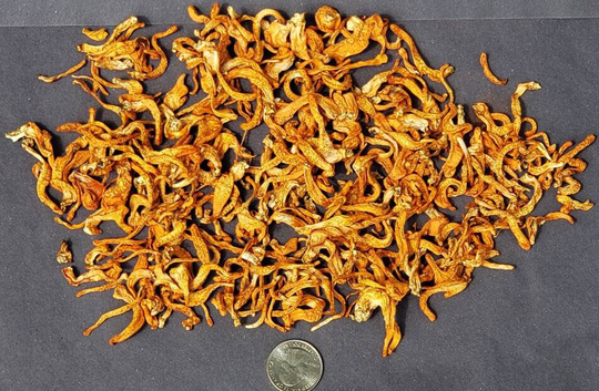 Usa Grown Cordyceps 1Oz. Organic