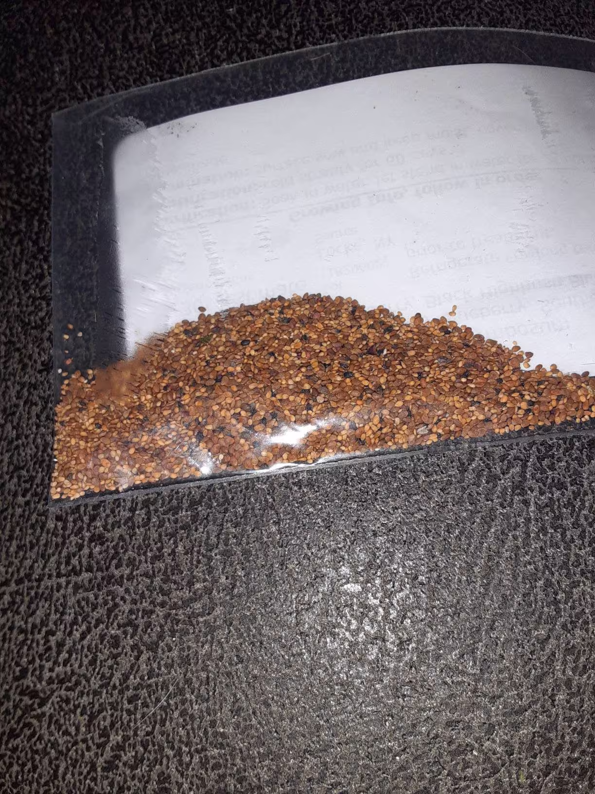 Southern Blueberry Seeds