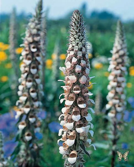 Foxglove Cafe Creme - 20 Seeds