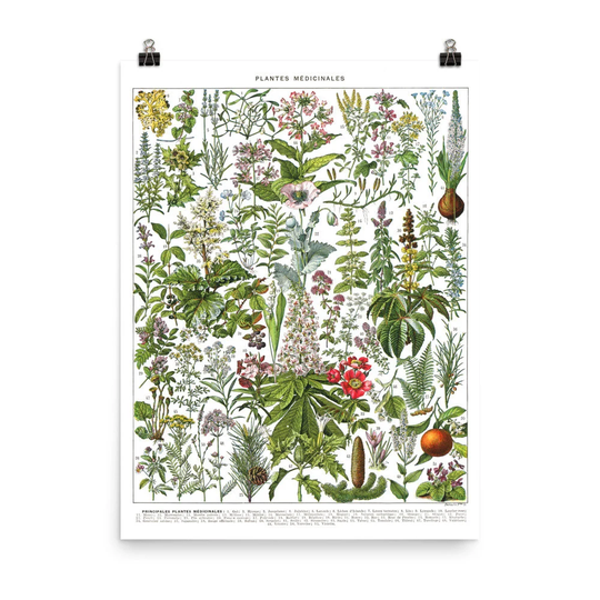In Large Medicinal Plants Botanical Poster G To Z. Vintage Illustration Reproduction. French Country Decor Classroom Herbs
