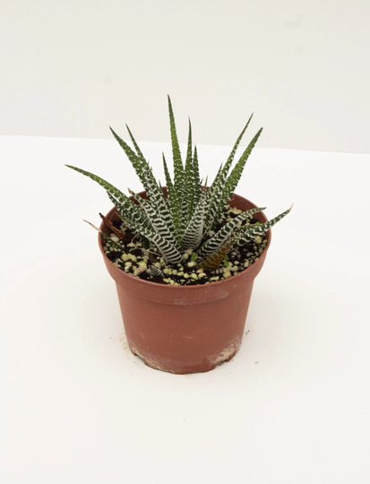 Zebra Haworthia 4