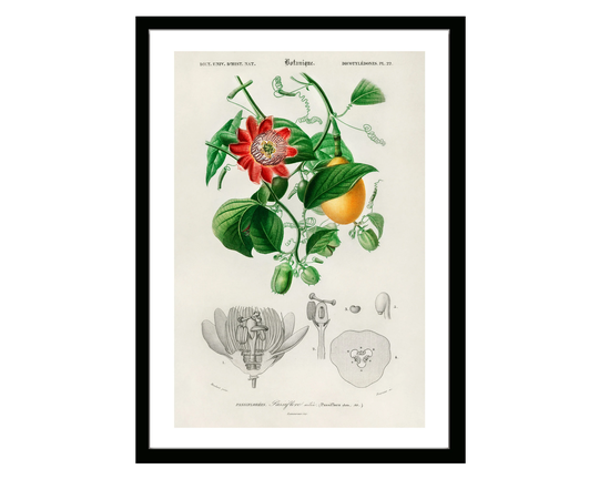 Passiflora Vintage Botanical Poster Print Of Retro Herbs Plants & Trees Illustration Kitchen Art Decor. Giclee Set