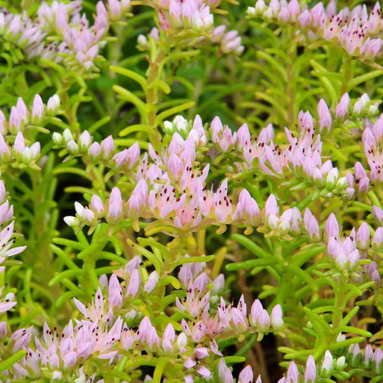 Sedum Pink Seastar Seeds, Succulent Ground Cover, Star Shaped Blooms, Rock Garden Or Cover Plant, Perennial Succulent, Widows Cross