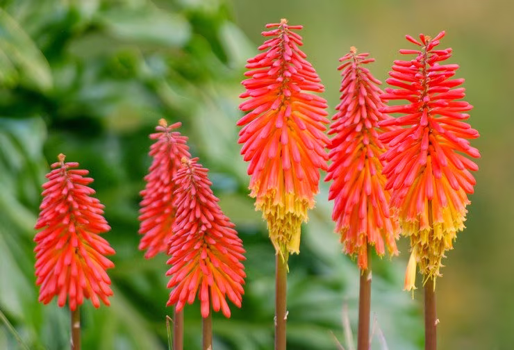 Rare Original Flower Seeds Knifophy "Berry