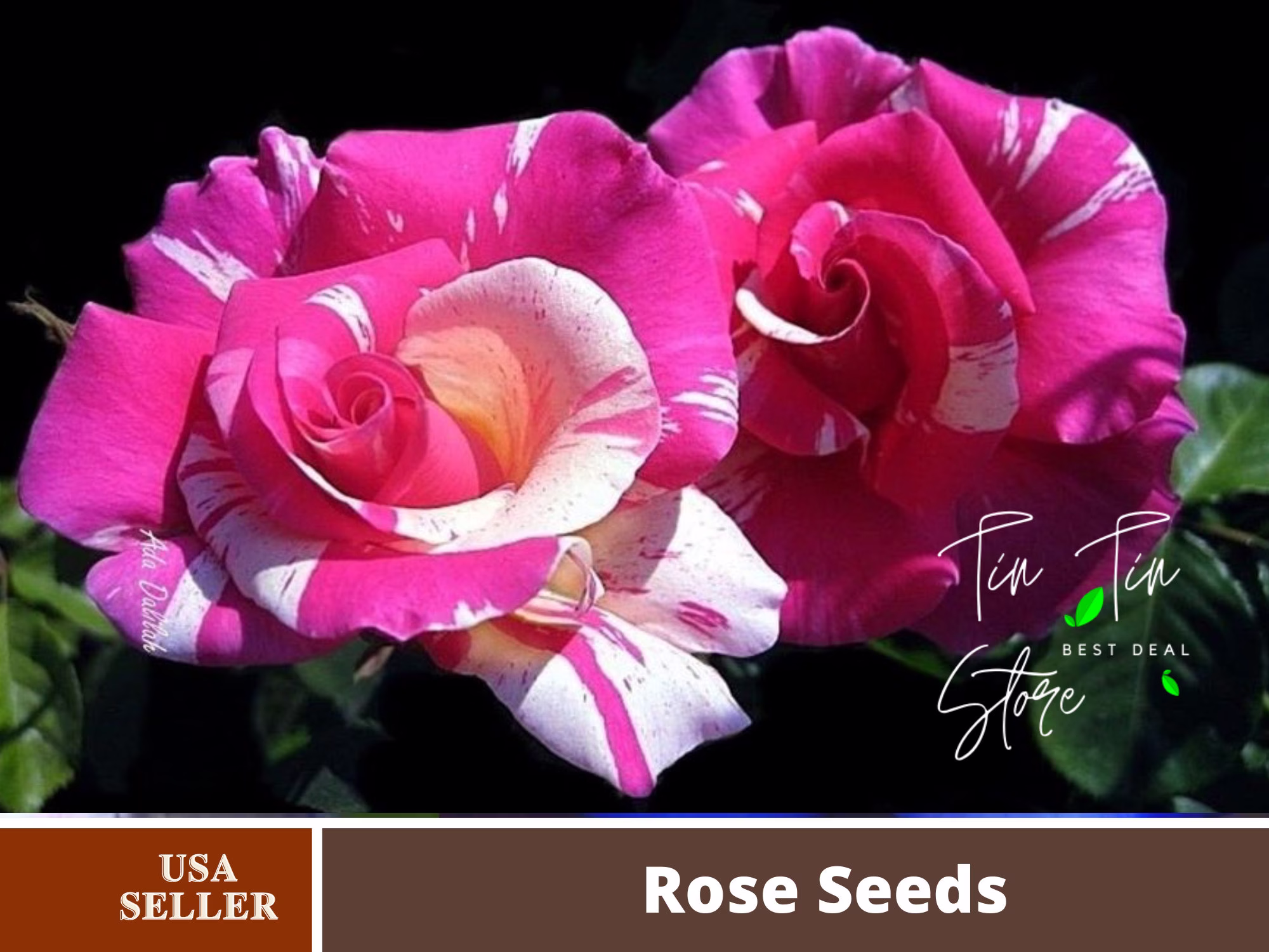 30 Rare Seed-Candyland Rose Seeds - Perennial -Authentic Seeds-Flowers -Organic. Non Gmo -Vegetable Seeds-Mix Seeds For Plant-B3G1#1099