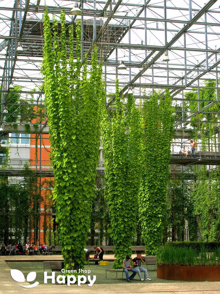 Hops - 40 Seeds Humulus Lupulus Fast Growing Perennial Vine Climber