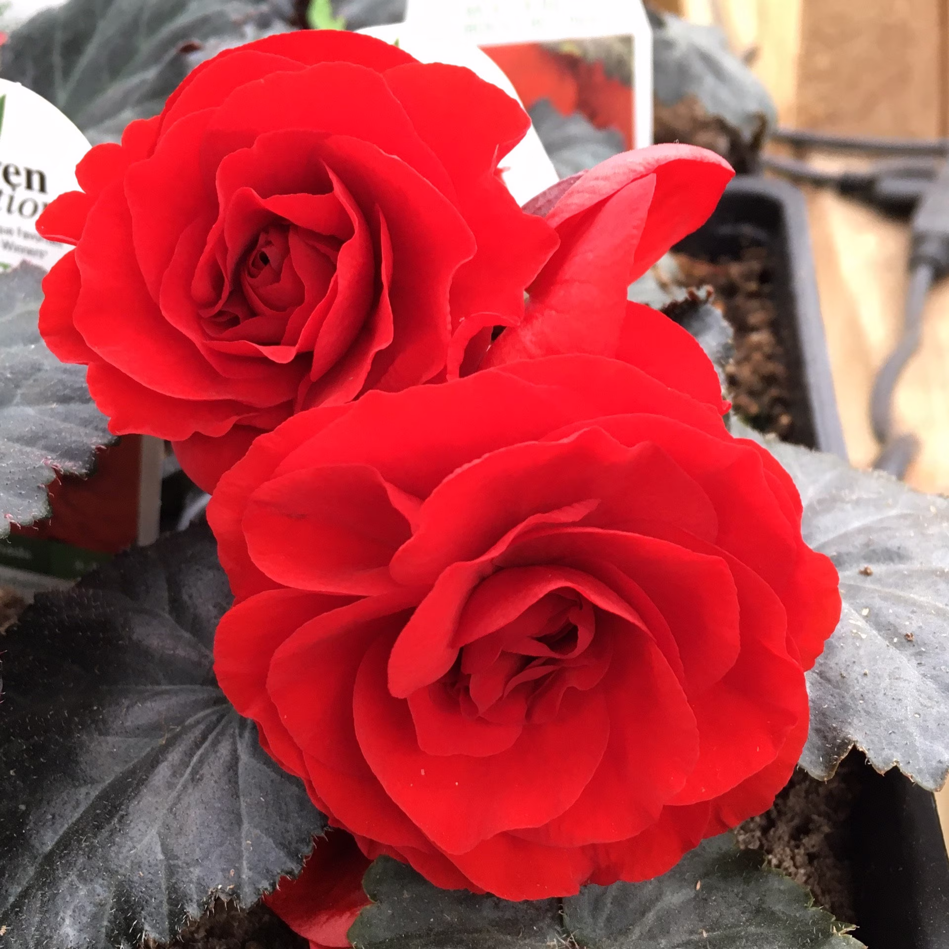 Begonia Seeds Nonstop Mocca Red 100 Thru 500 Pelleted