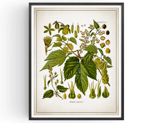 Hop - Botanical Print Vintage Aromatherapy Art Medicinal Plant Botany Decor Kitchen Unframed