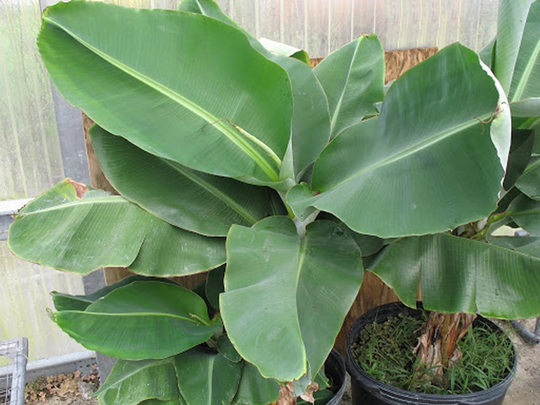Musa Balbisiana, Wild Banana, X10 Seeds Patio Plant