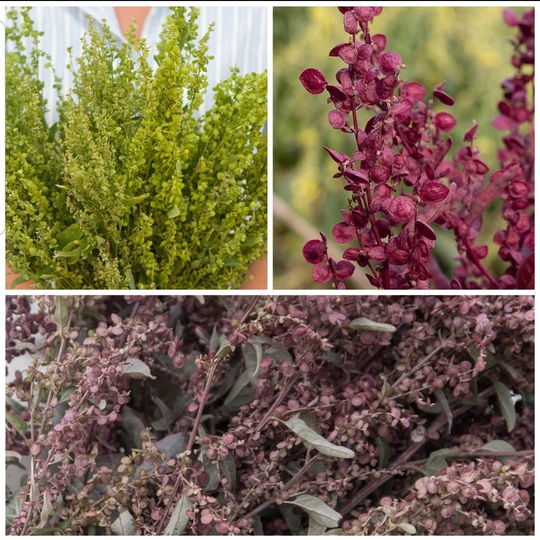 40 Orach/Atriplex Plume Mix Seeds