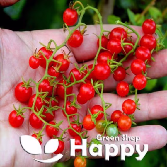 Vegetable - Tomato Red Currant F1 Sweet Pea 30 Seeds Selected