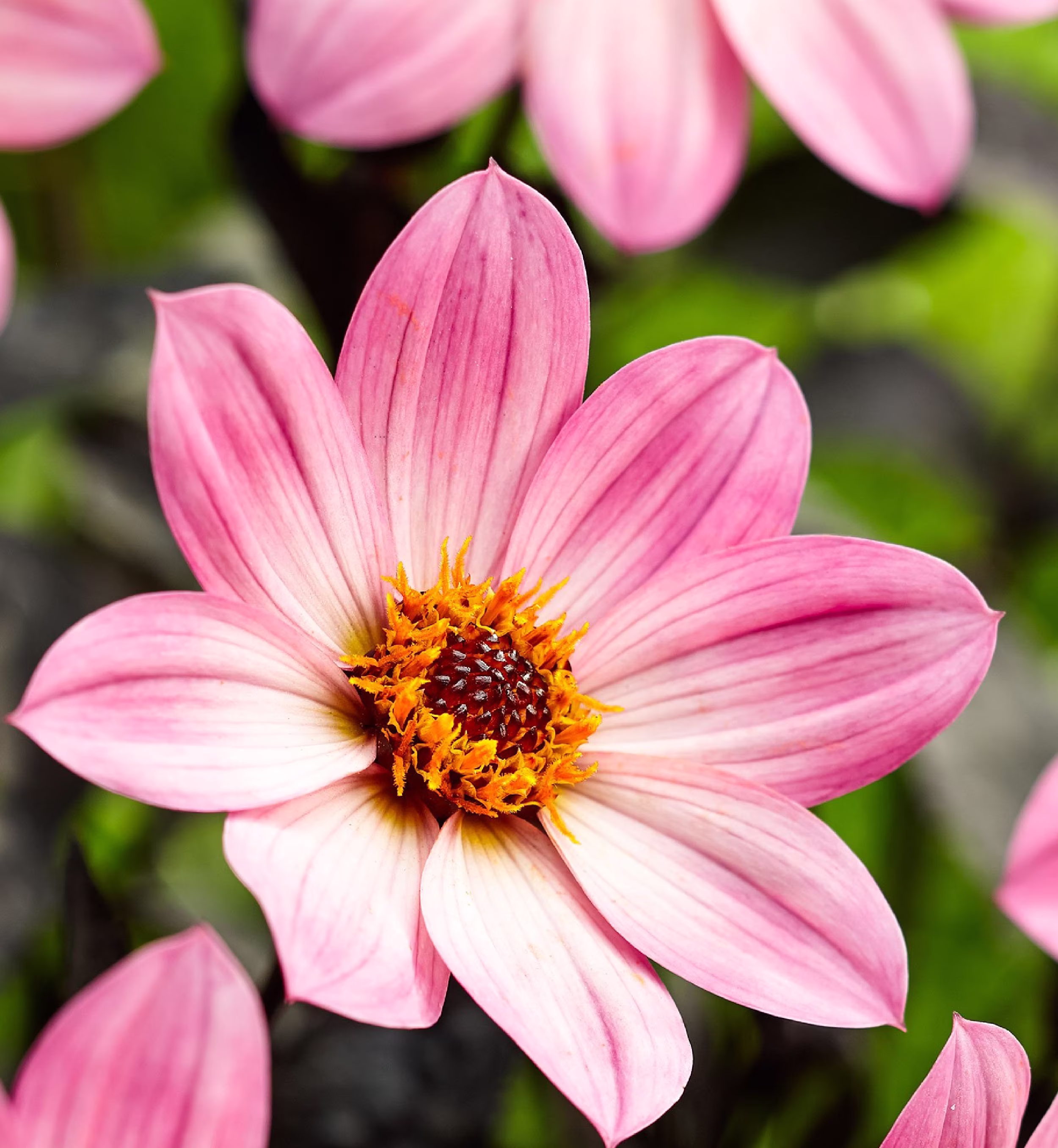 Dahlia Happy Days Pink 60 Seeds