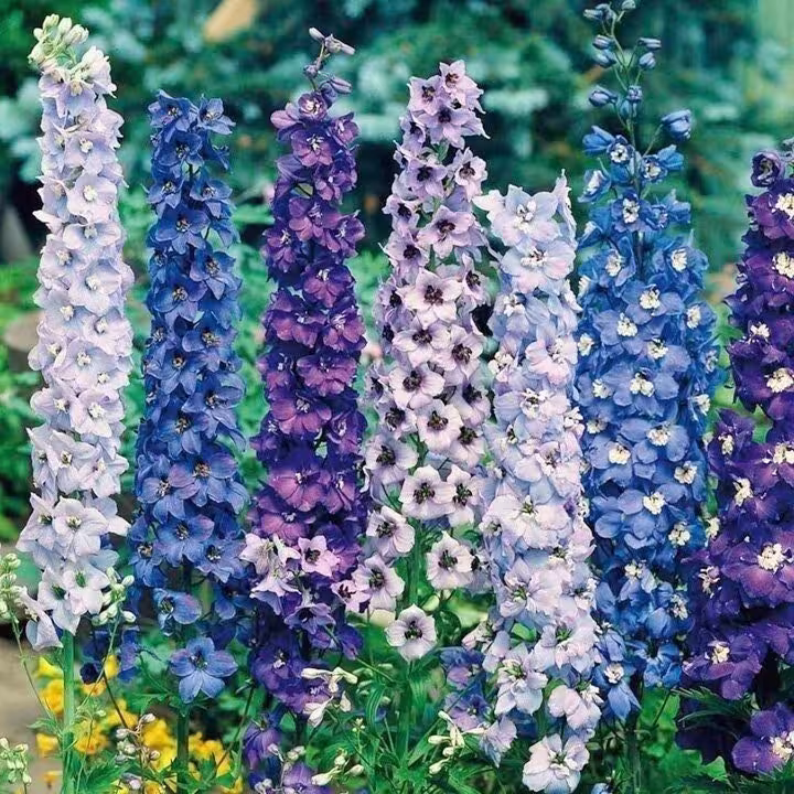 20 Delphinium Pacific Mix Flower Seeds - Giant Larkspur Perennial