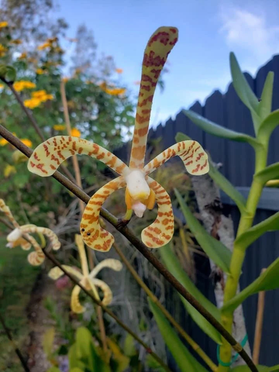 Arachnis, Scorpion Orchid, Arachnis Flos-Aeris