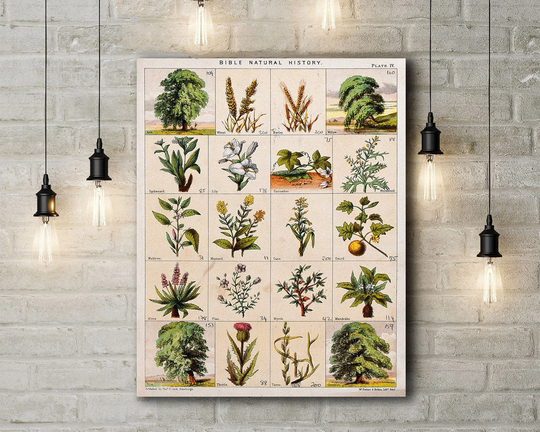 Landscape Canvas Art Print Of Bible Natural History Twenty Trees, Herbs & Shrubs The Bible