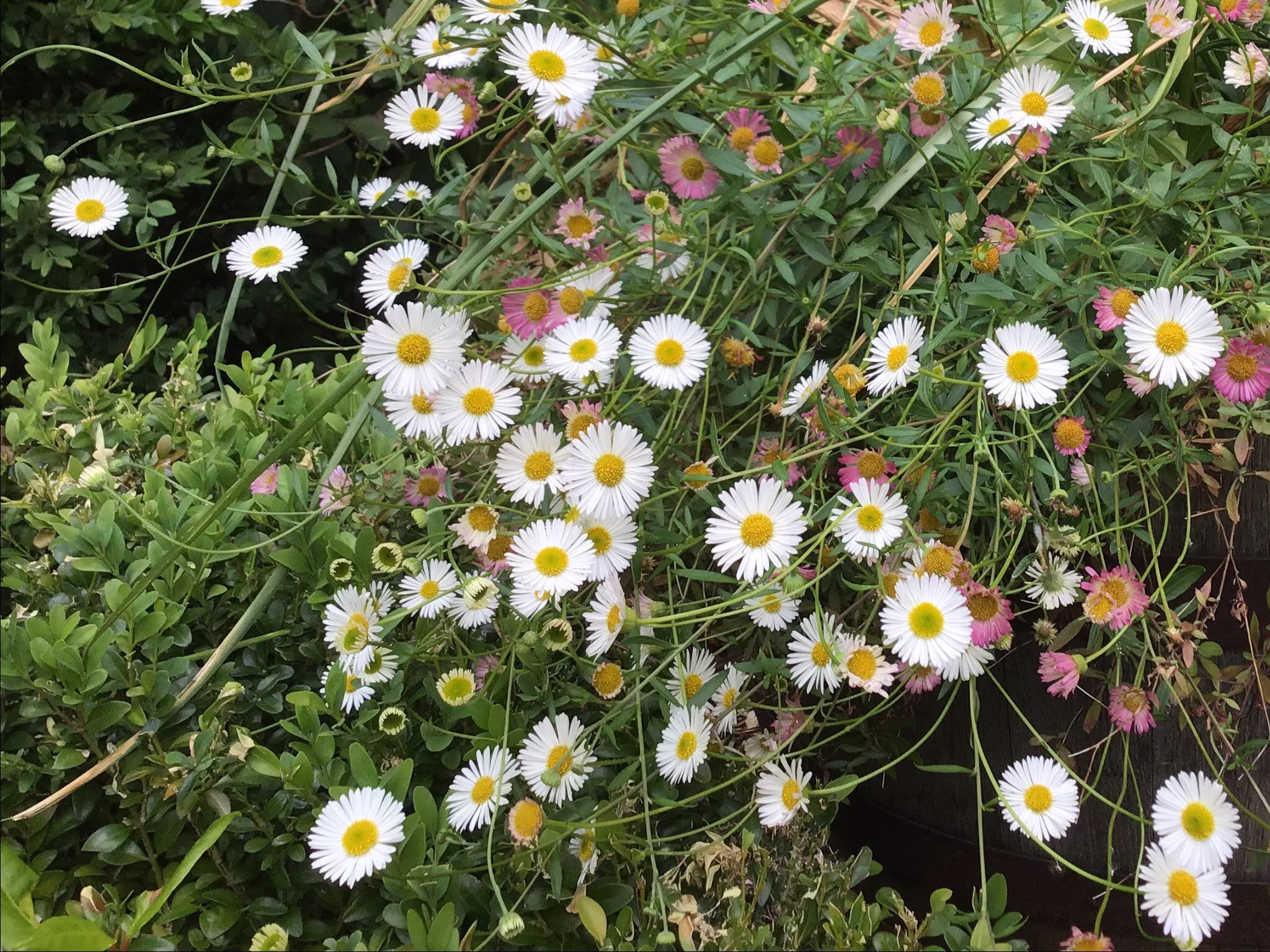 Mexican Daisy Seed 20+ Pack