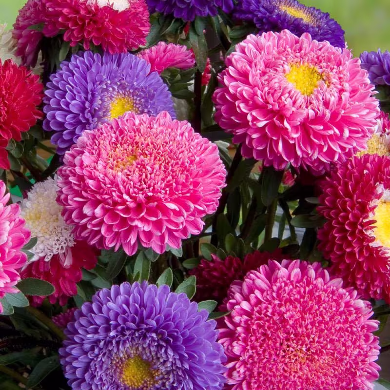 Powder Puff China Aster Seed Mix | Non - Gmo