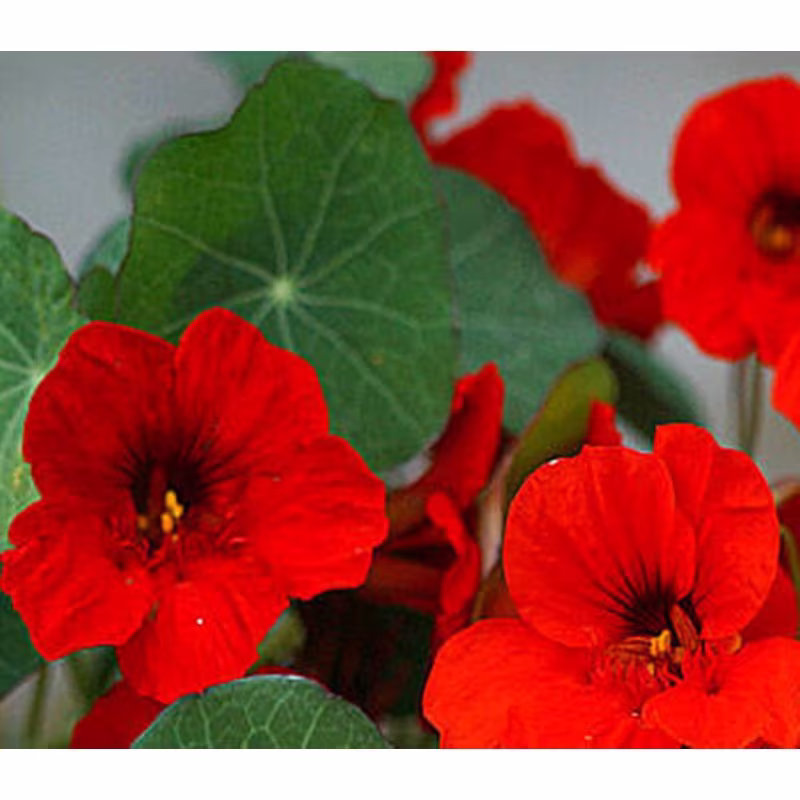 Dwarf Nasturtium Imperatritsa Seeds Annual Flowering Non Gmo For Planting | 202571