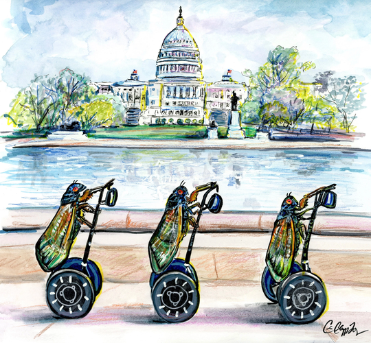 Tourist Season 2021 Brood X Cicadas Illustrated By Dmv Artist Cris Clapp Logan