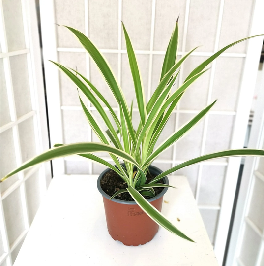Spider 12 cm Pot Potted House Plant - Chlorophytum Easy Care Indoor Pet Safe Air Purifier