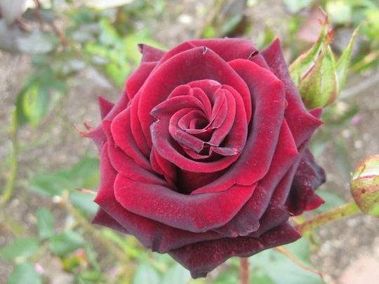 10 True Black Magic Rose Seeds - Flower Dark Red